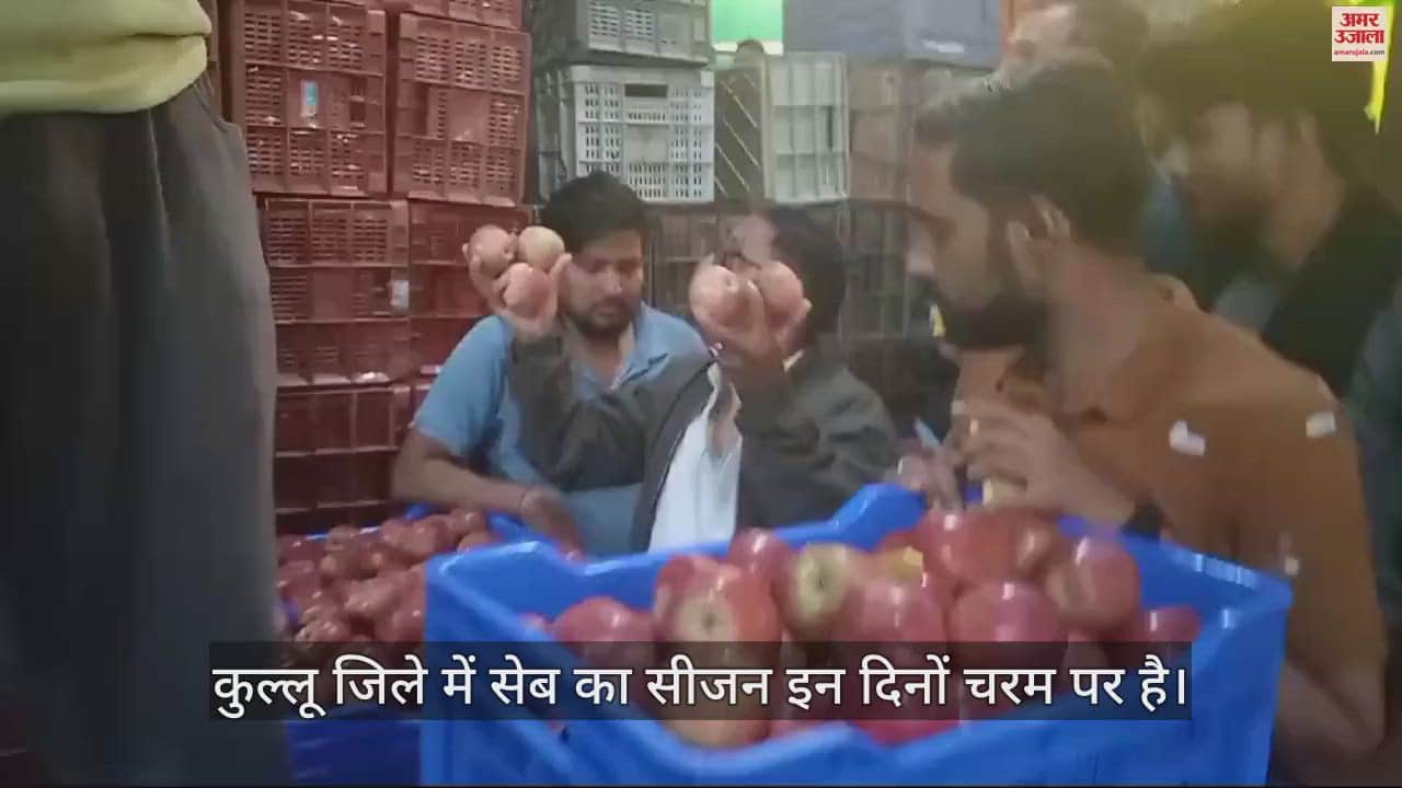 VIDEO : Apples sold at Rs 100 per kg in Bandrol Mandi of Kullu