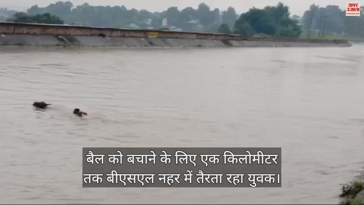 VIDEO : The young man swam for one kilometer in the bsl canal to save the bull