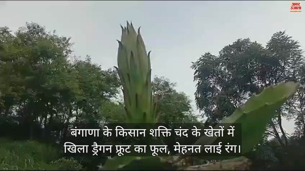 VIDEO : Dragon fruit flowers bloom in the fields of farmer Shakti Chand of Bangana, hard work paid off