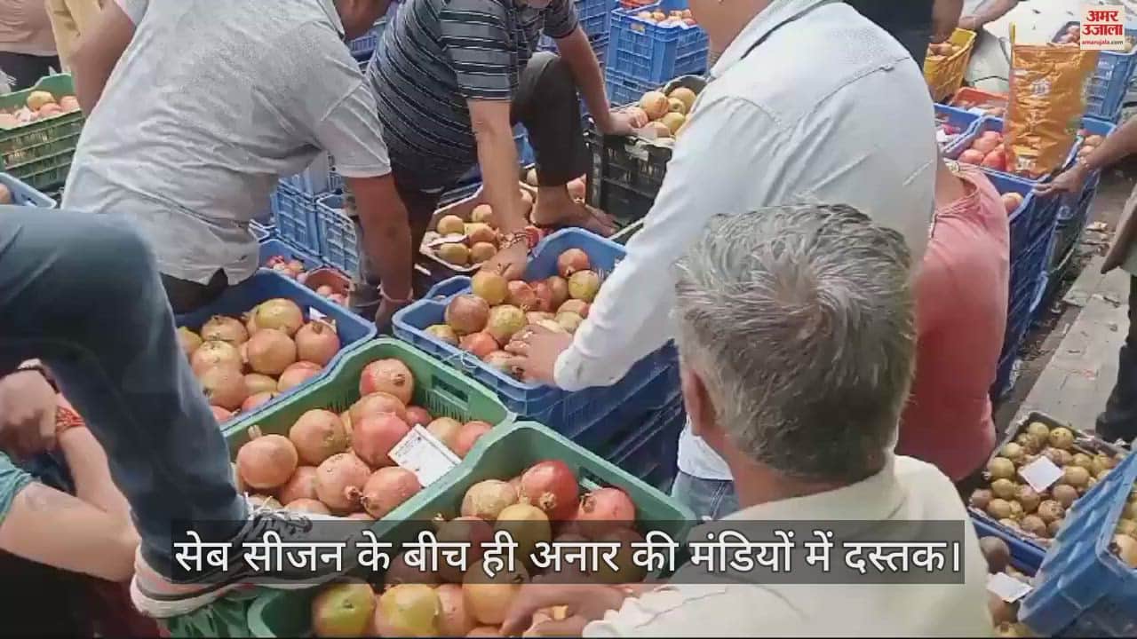 VIDEO : Pomegranates arrived in the kullu markets in the middle of the apple season