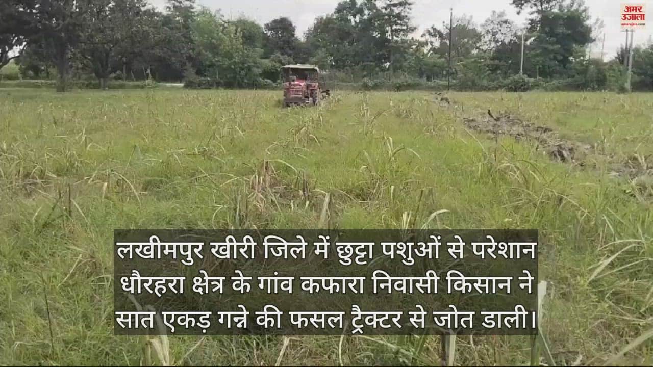 VIDEO : लखीमपुर खीरी में छुट्टा पशुओं से परेशान किसान ने जोत डाली सात एकड़ गन्ने की फसल