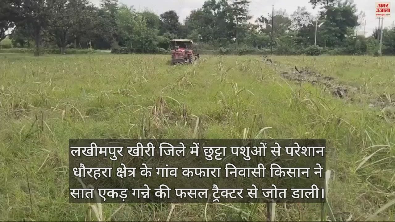 VIDEO : लखीमपुर खीरी में छुट्टा पशुओं से परेशान किसान ने जोत डाली सात एकड़ गन्ने की फसल