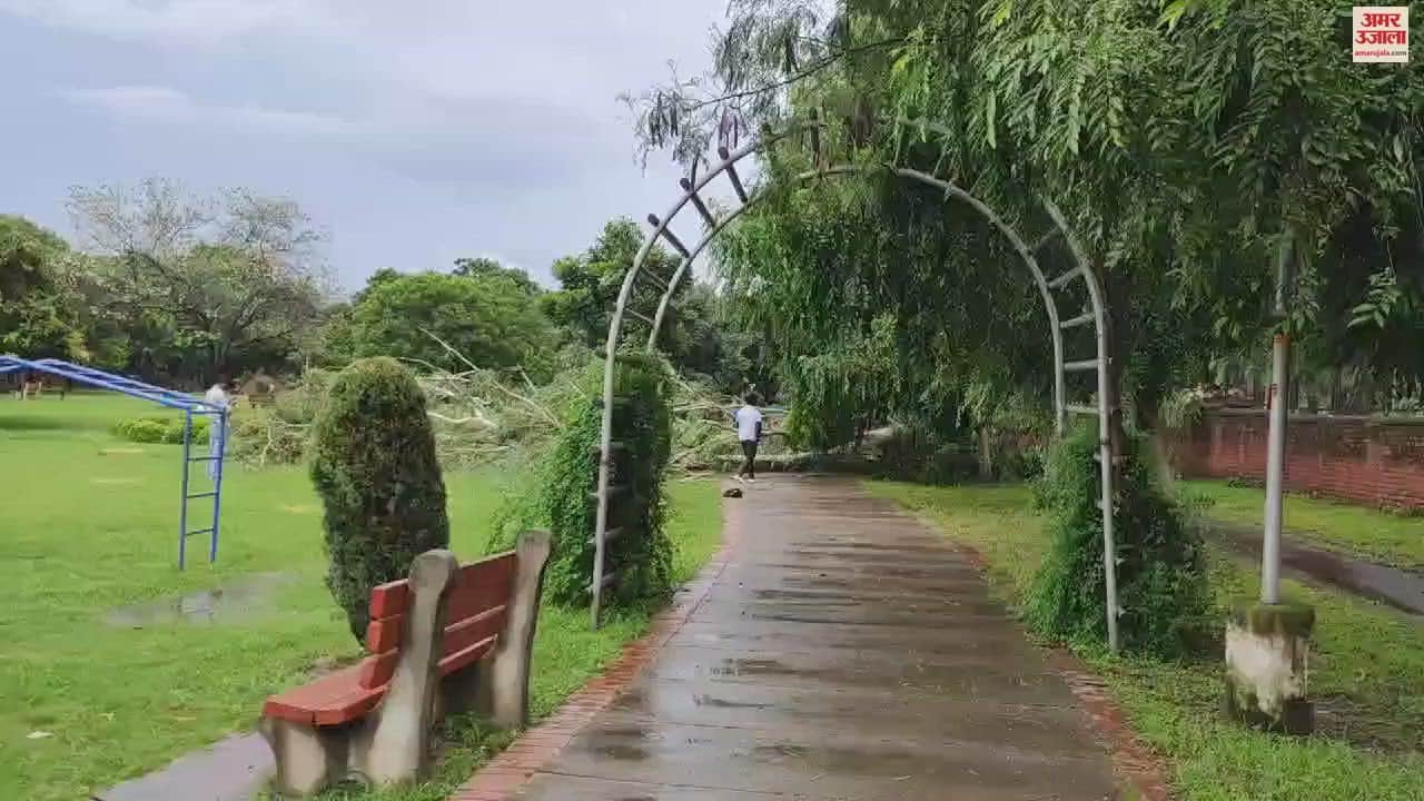 VIDEO : Tree fell in girl school in chandigarh