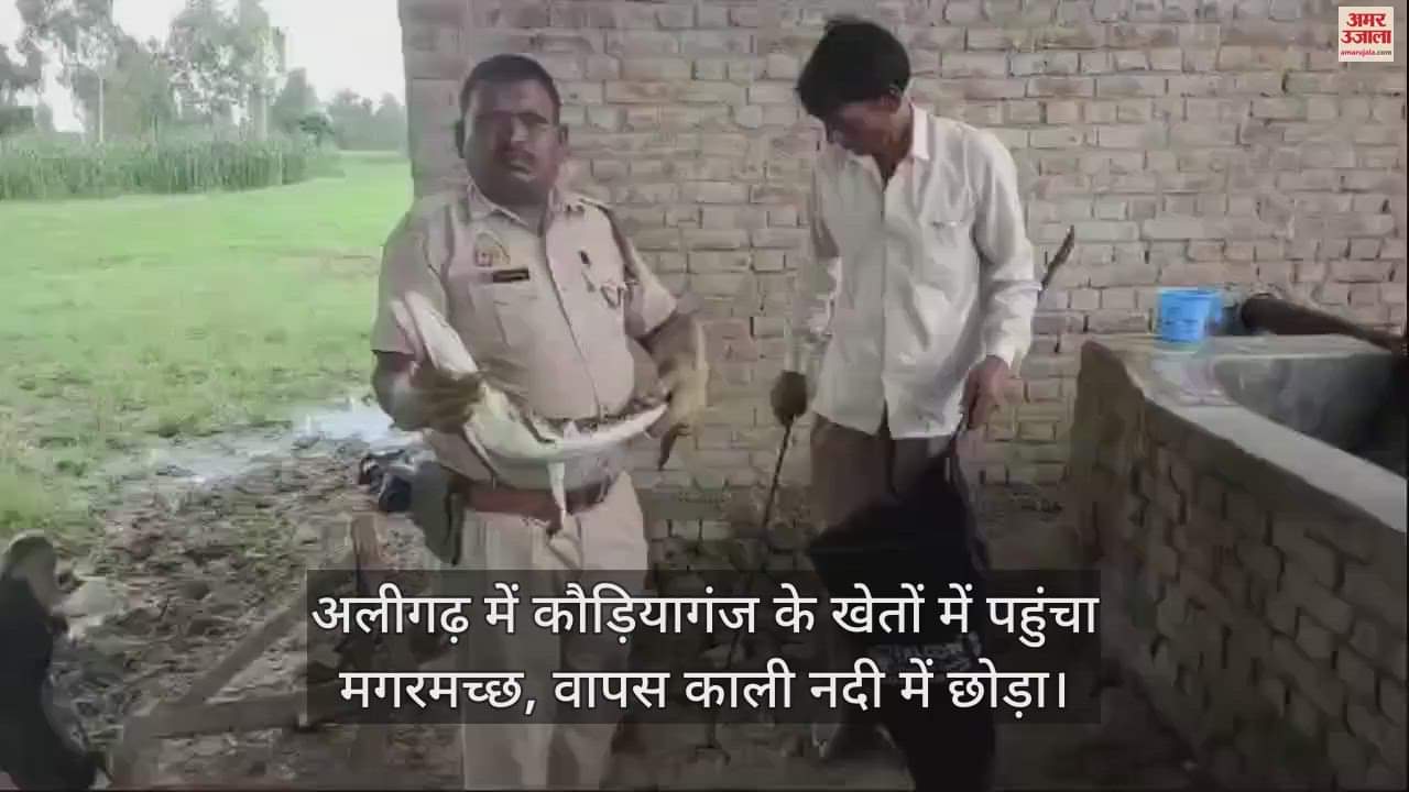 VIDEO : अलीगढ़ में कौड़ियागंज के खेतों में पहुंचा मगरमच्छ, वापस काली नदी में छोड़ा