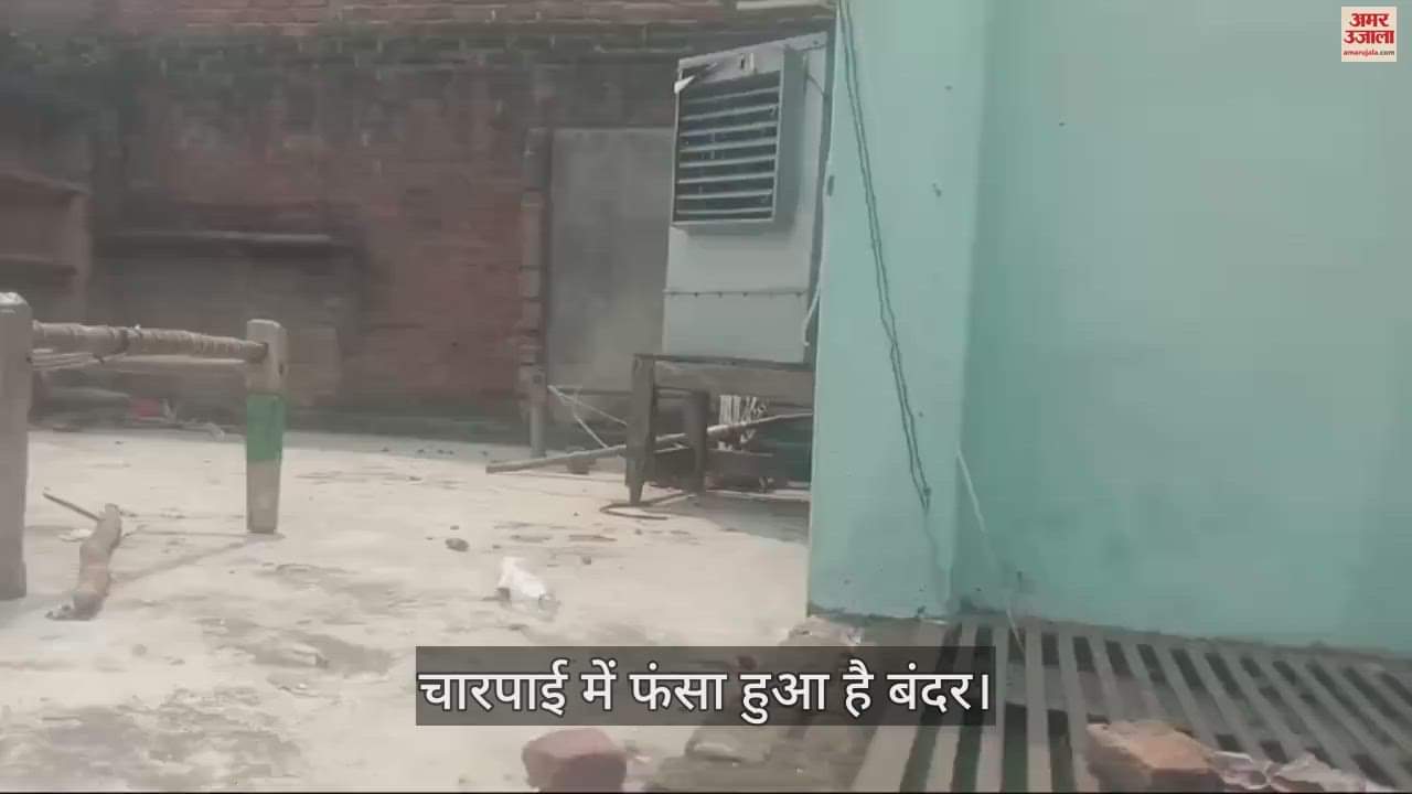 VIDEO : एटा के मारहरा में चार दिन से चारपाई में फंसा हुआ है बंदर, निकालने की हिम्मत नहीं जुटा पा रहे लोग