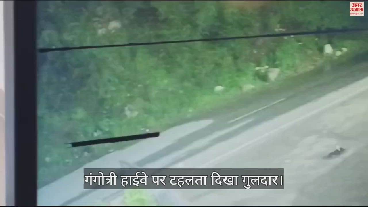 VIDEO : Leopard seen walking on Gangotri Highway People Panic cctv Footage