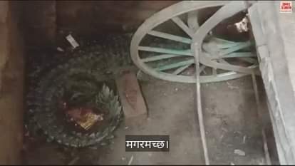 VIDEO : चारपाई पर सो रहा था किसान, आहट से जाग गया...नीचे देखा तो खड़े हो गए रोंगटे; सामने था खूंखार