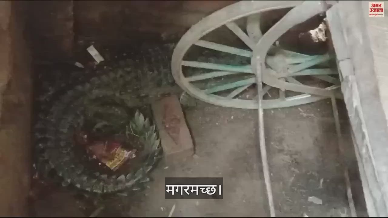 VIDEO : चारपाई पर सो रहा था किसान, आहट से जाग गया...नीचे देखा तो खड़े हो गए रोंगटे; सामने था खूंखार