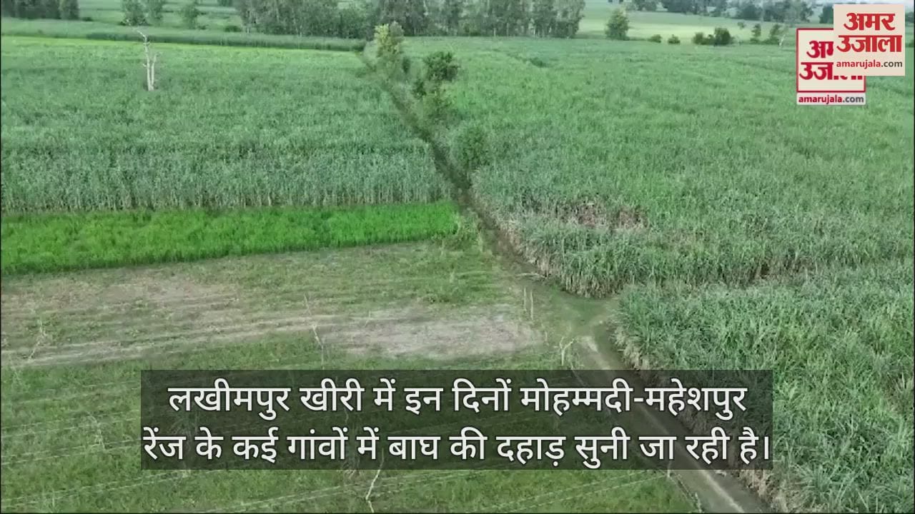 VIDEO : गन्ने के खेतों में बाघों का डेरा... ग्रामीणों में दहशत, ड्रोन से कराई जा रही निगरानी