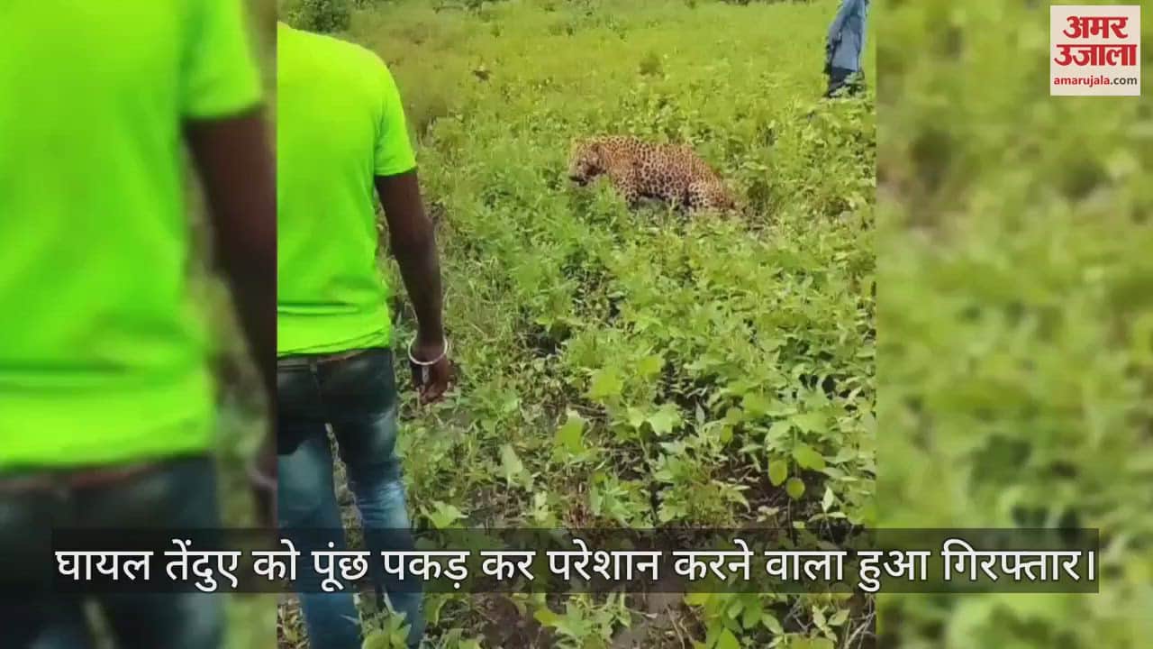 The person who harassed the injured leopard by holding its tail was arrested