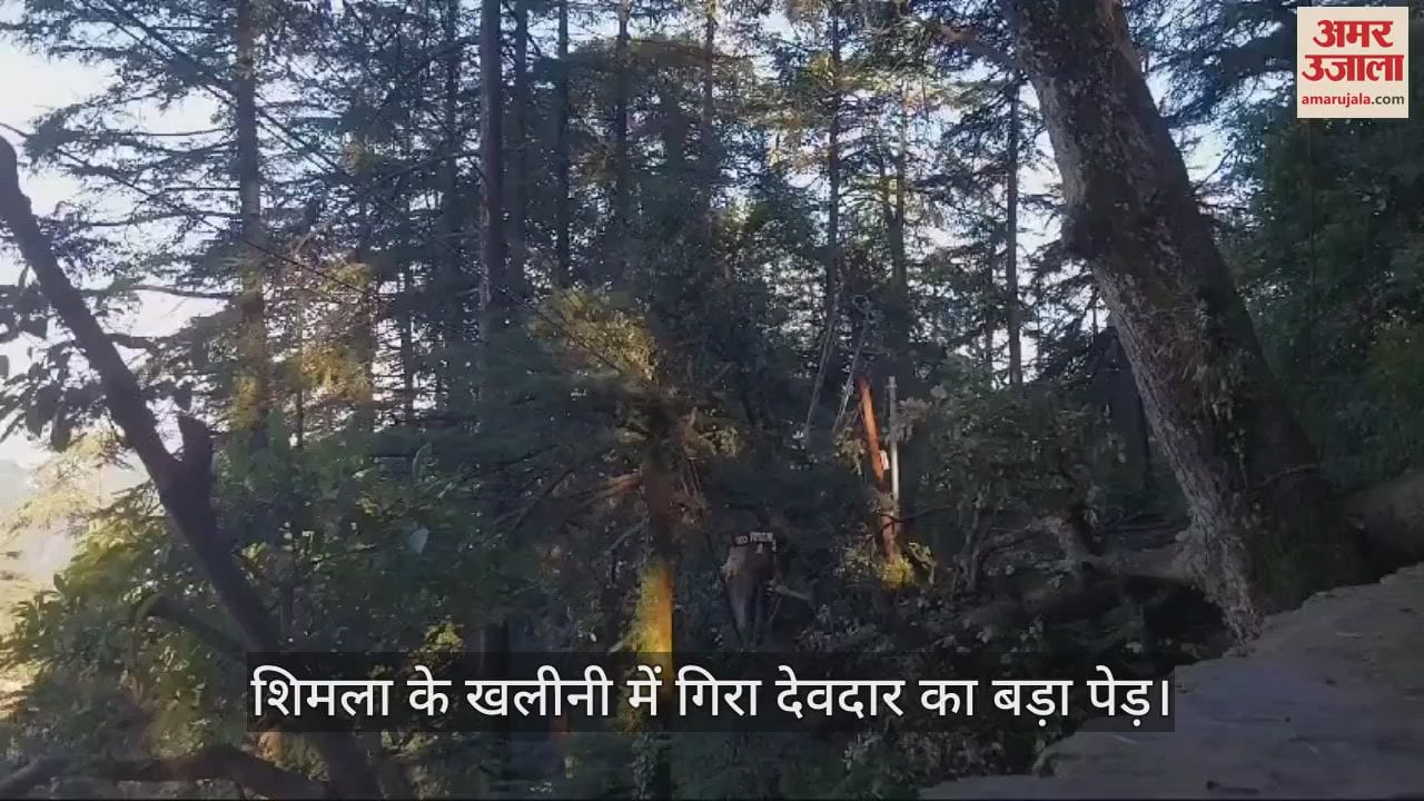 VIDEO : devdar tree fell in Shimla's Khalini