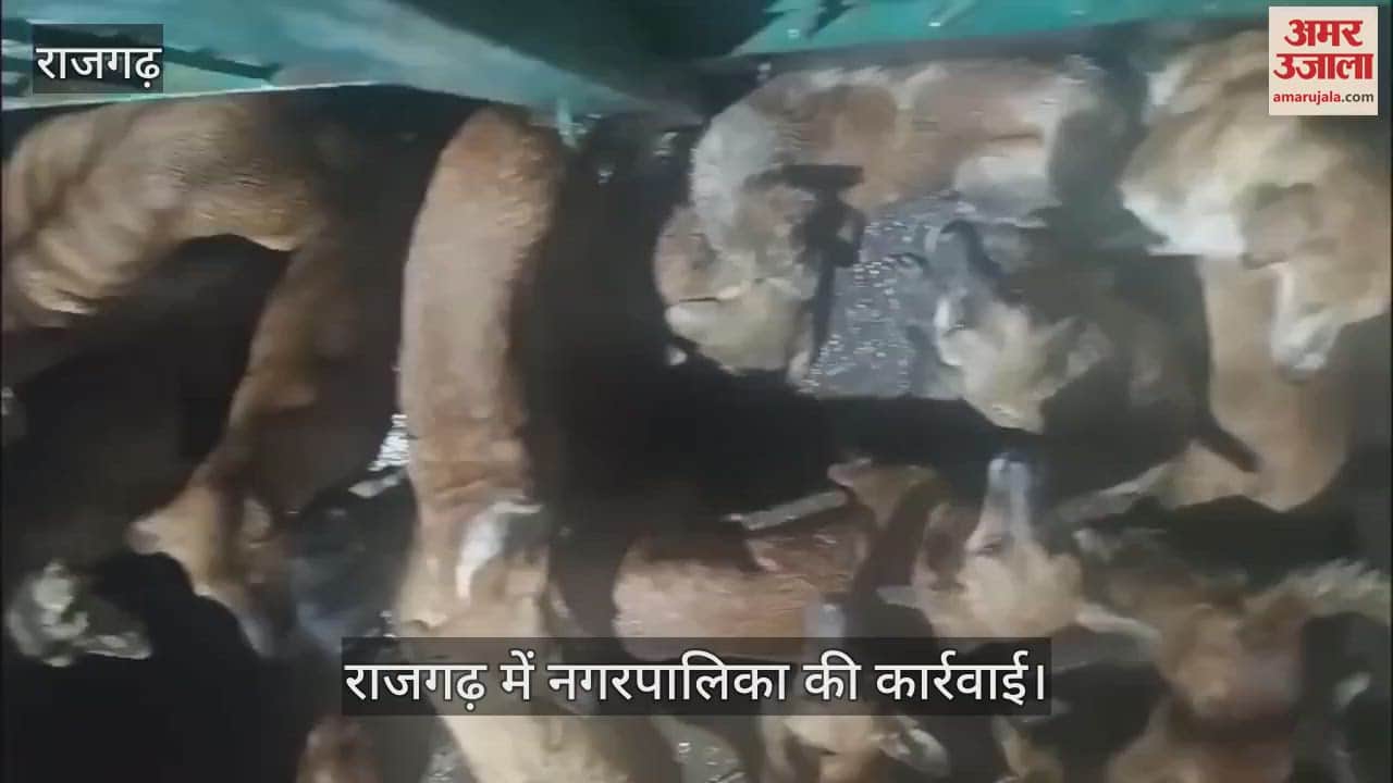 Terror of stray dogs in Rajgarh, then municipality took this step_watch video