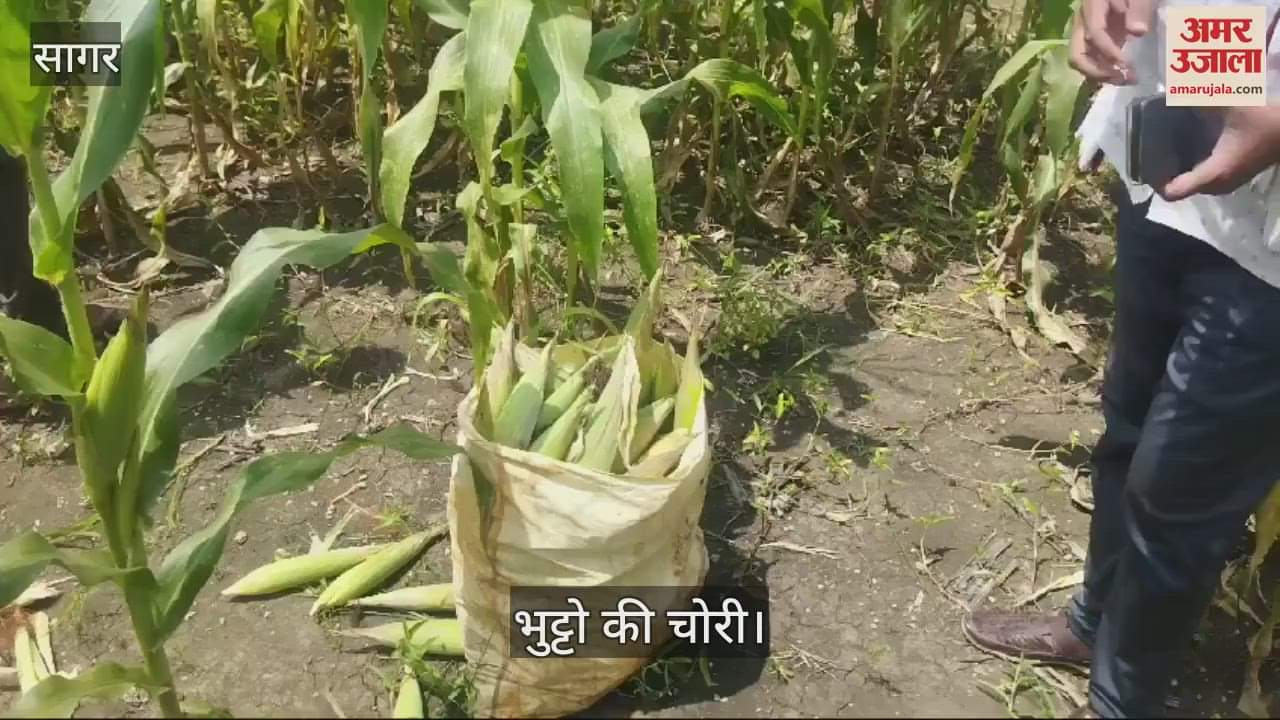 You must not have seen such theft The corn trees remained standing but the corn cobs were stolen