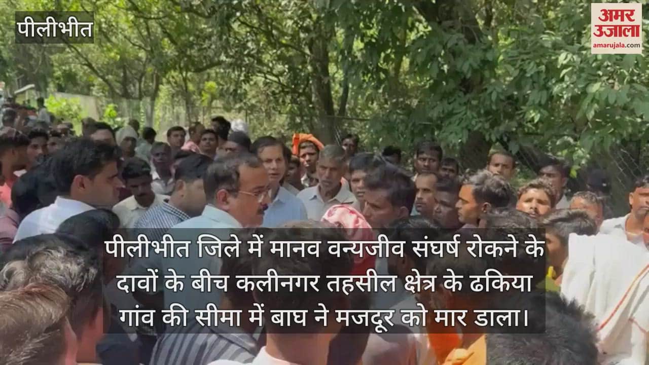 VIDEO : पीलीभीत के कलीनगर क्षेत्र में बाघ ने मजदूर को मार डाला, गुस्साए लोगों ने लगाया जाम