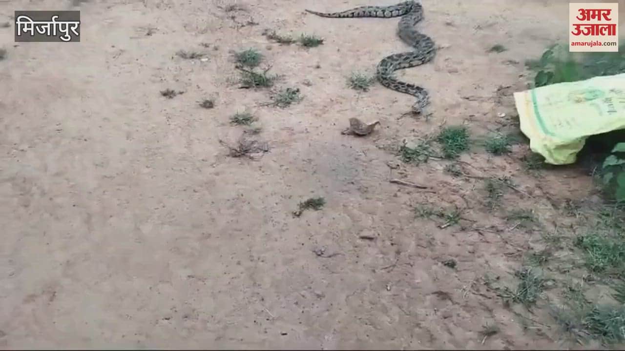 VIDEO : python appeared in village villagers caught it and left it forest