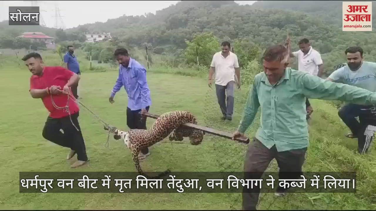 VIDEO : Leopard found dead in Dharampur forest beat, forest department took it into custody
