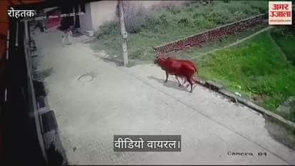 VIDEO : रोहतक में गोवंश ने महिला व बच्ची पर किया हमला, वीडियो वायरल