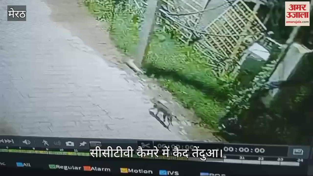 VIDEO : Meerut: करनावल की सड़कों पर घूम रहा था तेंदुआ, देखें सीसीटीवी फुटेज