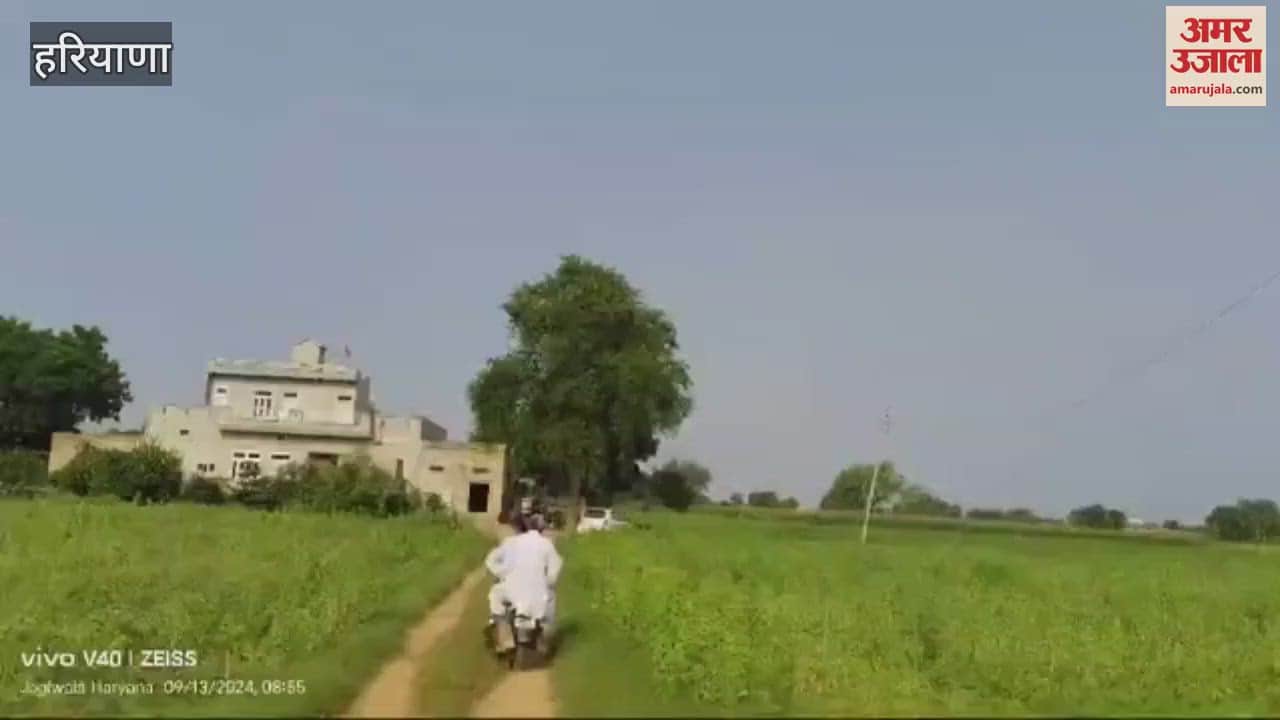 VIDEO : Cobra snake found in house in Sirsa, rescued and released at safe place