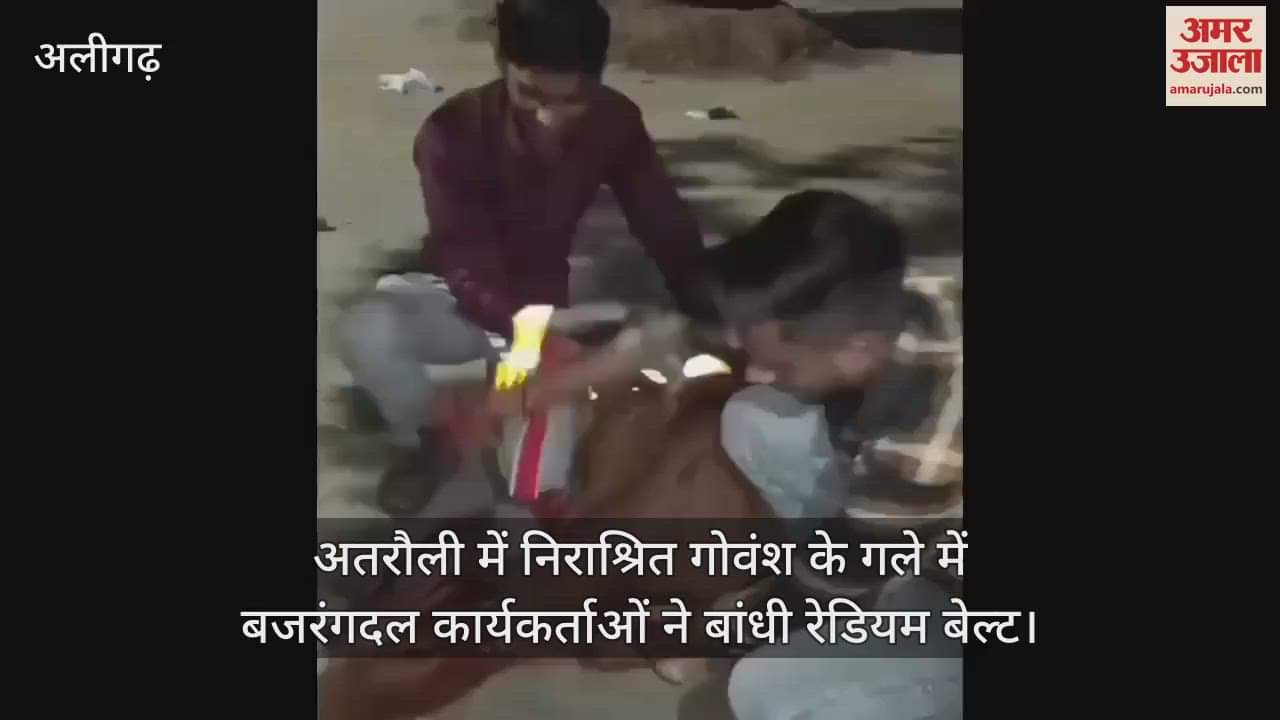 VIDEO : अतरौली में निराश्रित गोवंश के गले में बजरंगदल कार्यकर्ताओं ने बांधी रेडियम बेल्ट
