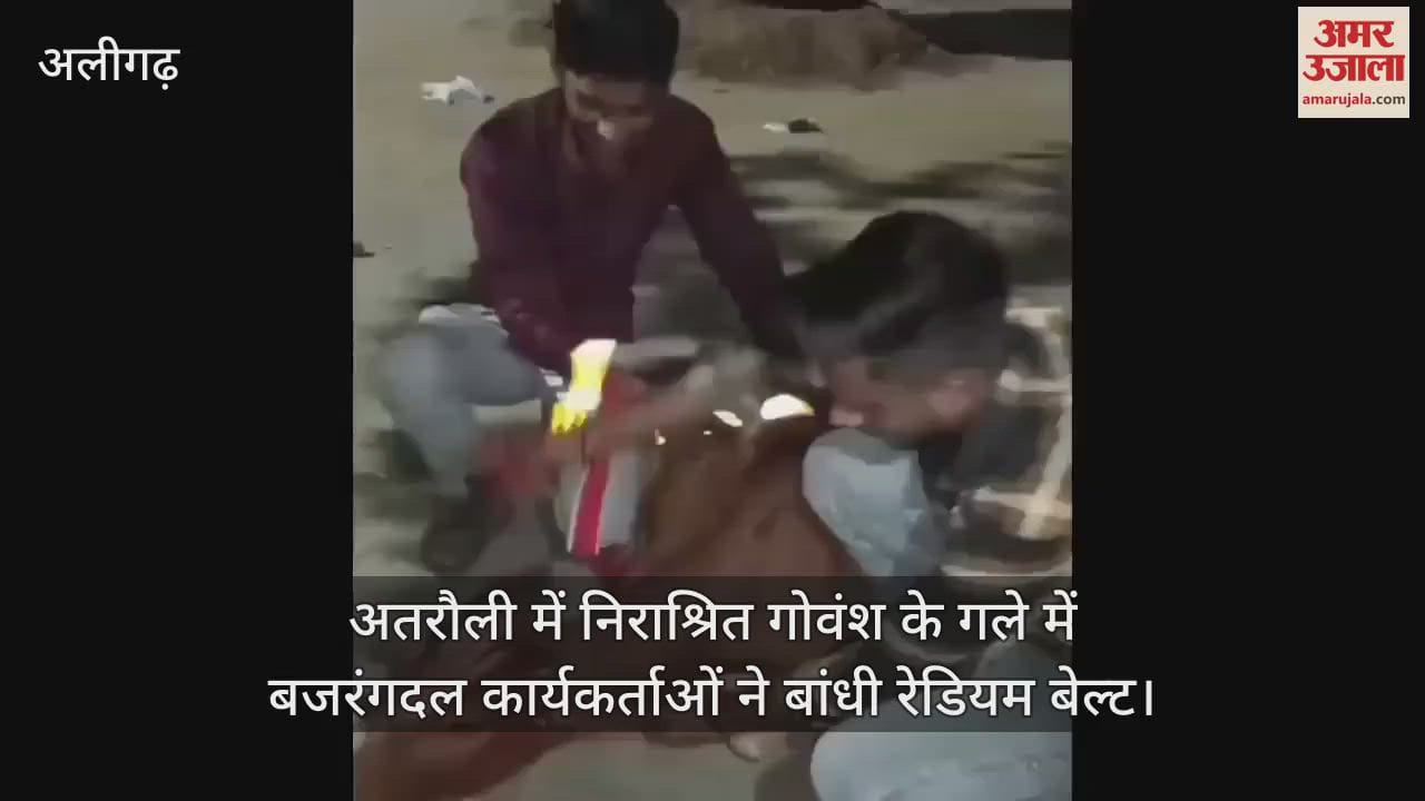 VIDEO : अतरौली में निराश्रित गोवंश के गले में बजरंगदल कार्यकर्ताओं ने बांधी रेडियम बेल्ट