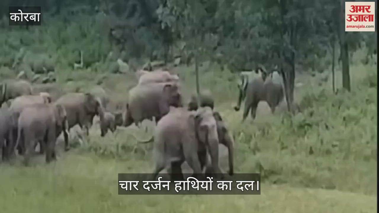 VIDEO : The presence of elephants in Korba has spread panic among the villagers