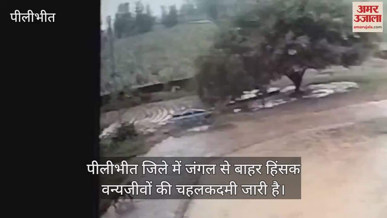 VIDEO : पीलीभीत में फार्म हाउस के निकट पहुंचा तेंदुआ, इलाके में दहशत