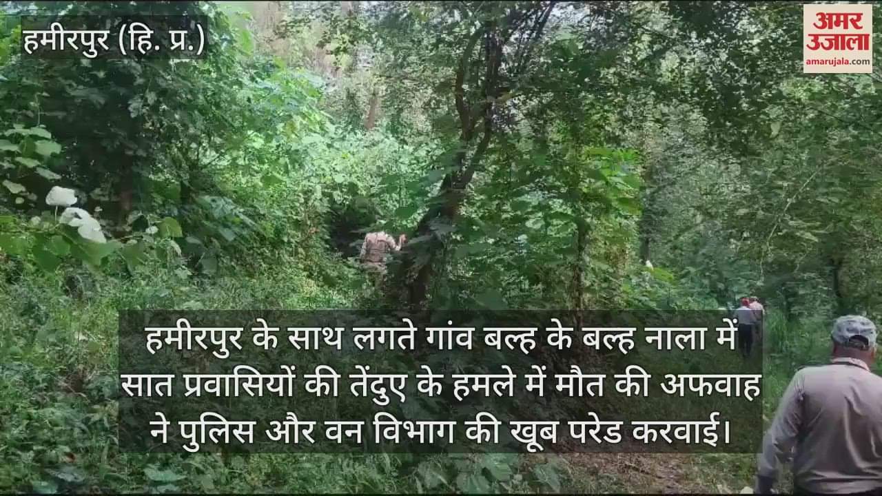 VIDEO : rumours of seven leopards being present in Balh village In Hamirpur