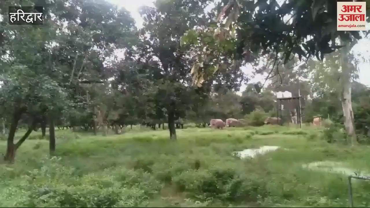 VIDEO : Elephants herd appeared in Haridwar early in the morning