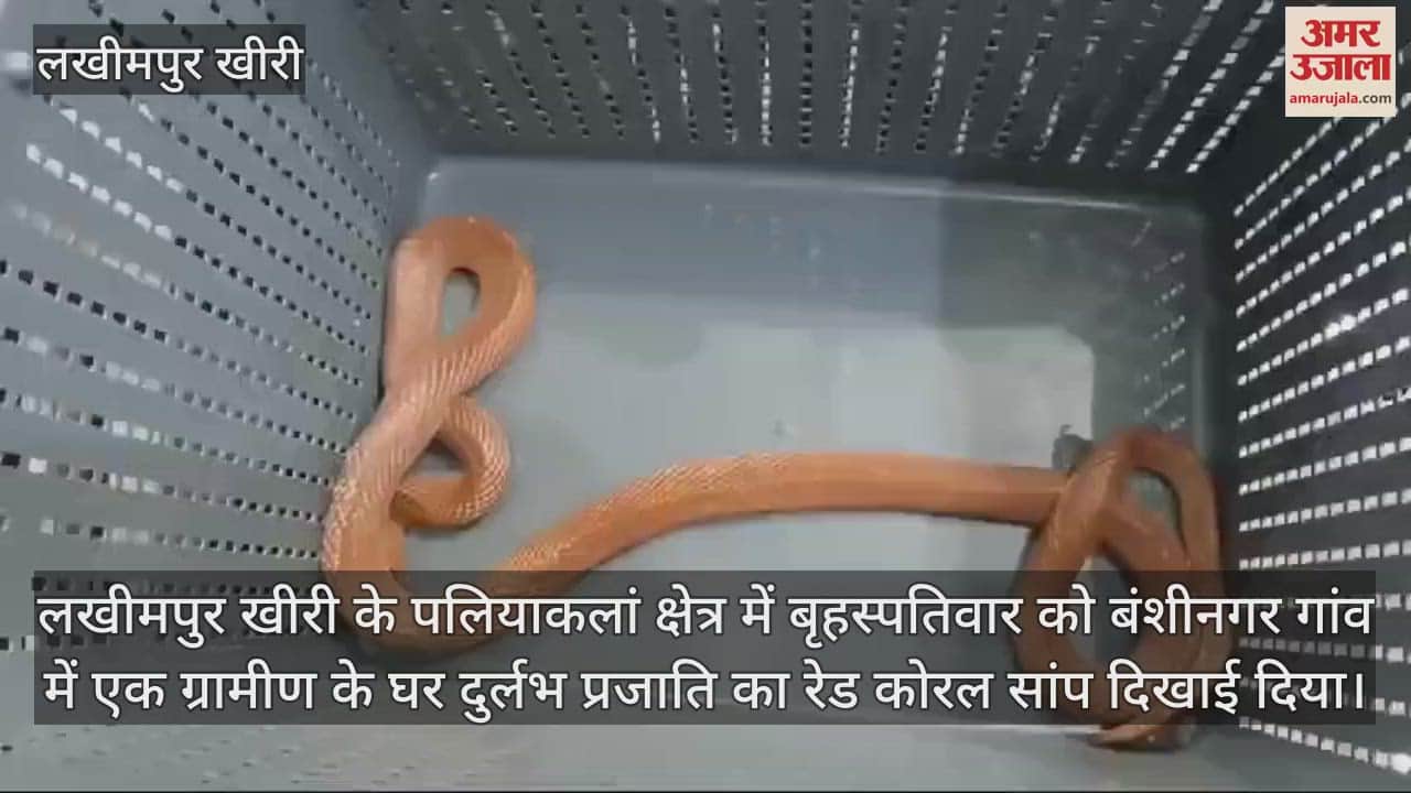 VIDEO : ग्रामीण के घर में घुसा लाल रंग का दुर्लभ सांप, वनकर्मियों ने पकड़कर जंगल में छोड़ा