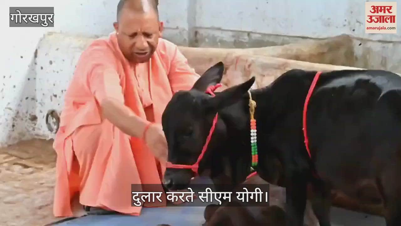 VIDEO : CM Yogi named the cattle coming from the south in Gorakhnath temple
