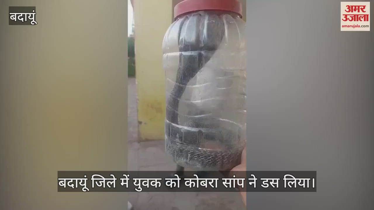 VIDEO : डिब्बे में बंद करते समय कोबरा ने युवक को डसा