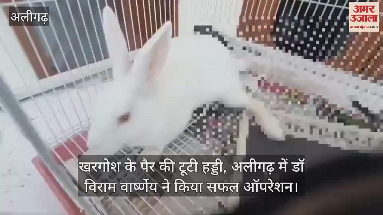 VIDEO : खरगोश के पैर की टूटी हड्डी, अलीगढ़ में डॉ विराम वार्ष्णेय ने किया सफल ऑपरेशन