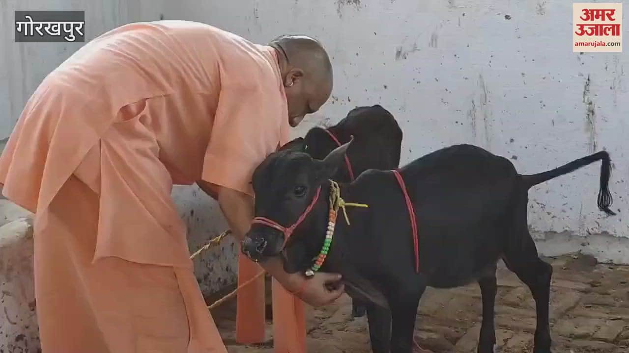 VIDEO : गोरखनाथ मंदिर में आईं पुंगनूर गाय, सीएम योगी ने खूब दुलारा