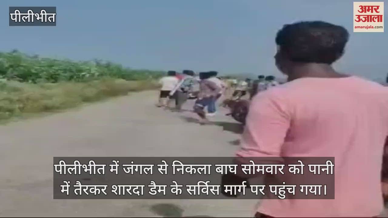 VIDEO : पीलीभीत में शारदा डैम के किनारे पहुंचे बाघ ने युवक पर किया हमला, फिर ग्रामीणों को दौड़ाया