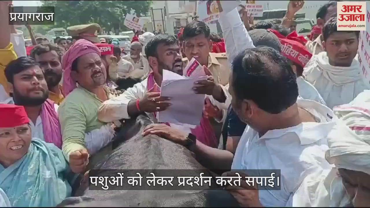 VIDEO : Unique demonstration of SP in Prayagraj: Livestock farmers going to donate cows to DM have heated