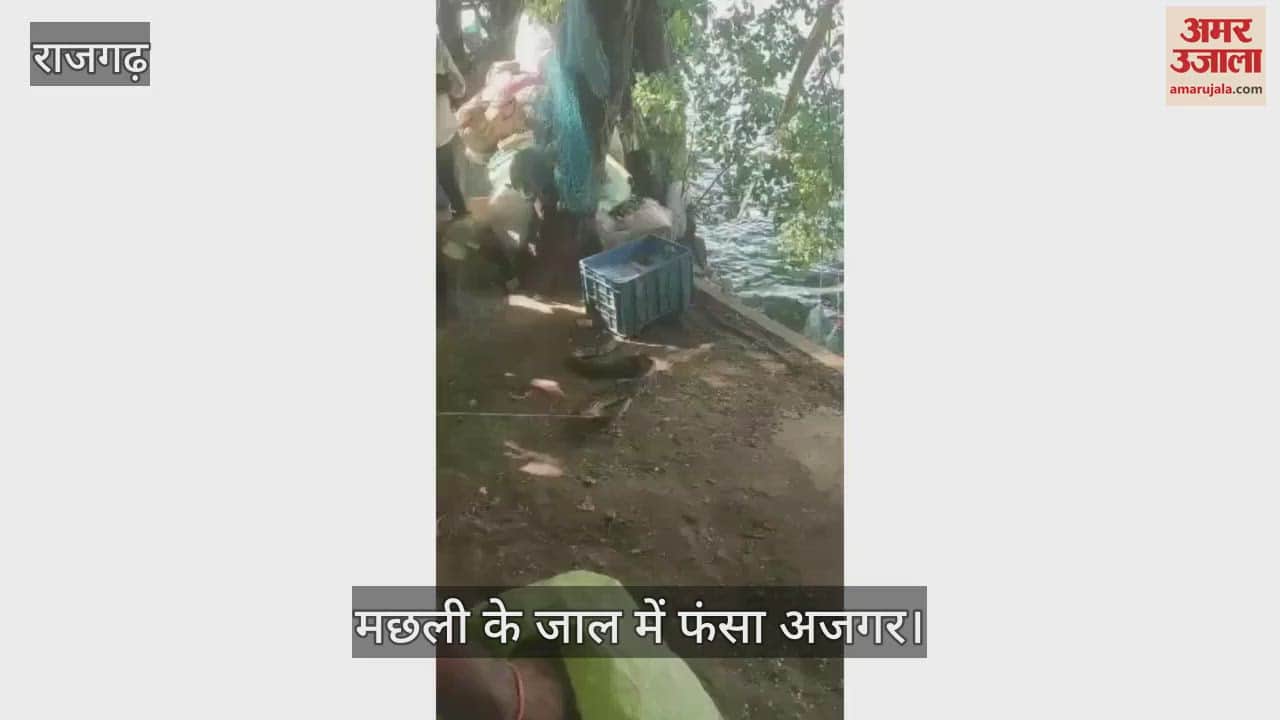 When a python appeared instead of a fish in the fisherman's net, then what happened_watch video