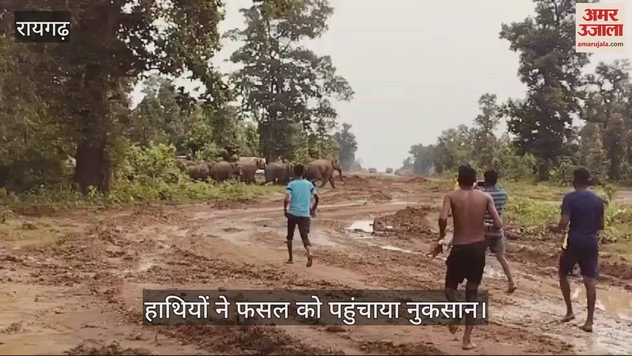 VIDEO : Elephants created terror in Raigarh caused damage to paddy crop