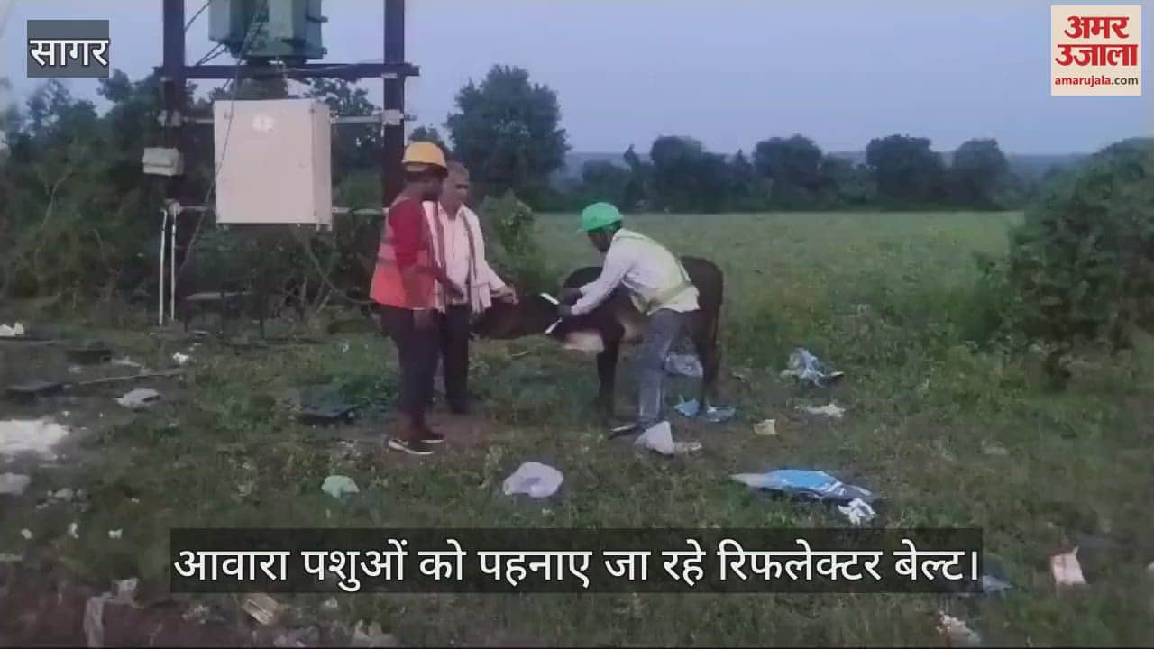 Sagar Highway authority people failed to stop stray cattle on highway