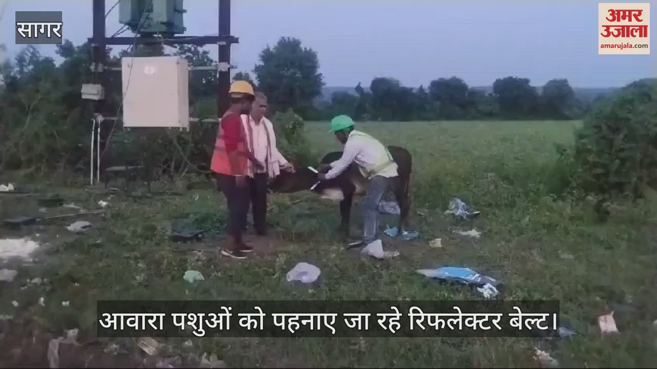 Sagar Highway authority people failed to stop stray cattle on highway