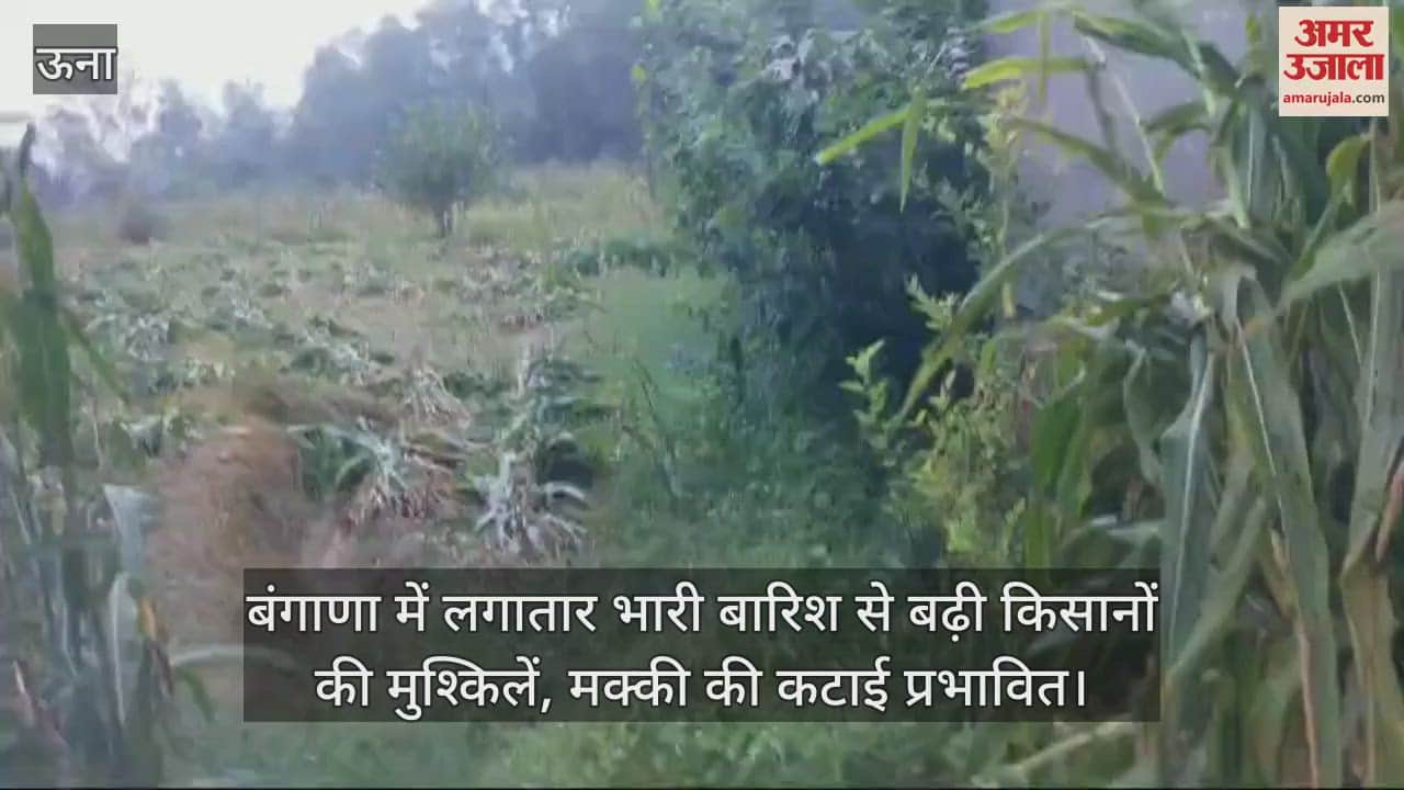 VIDEO : Continuous heavy rains in Bangana increased the problems of farmers