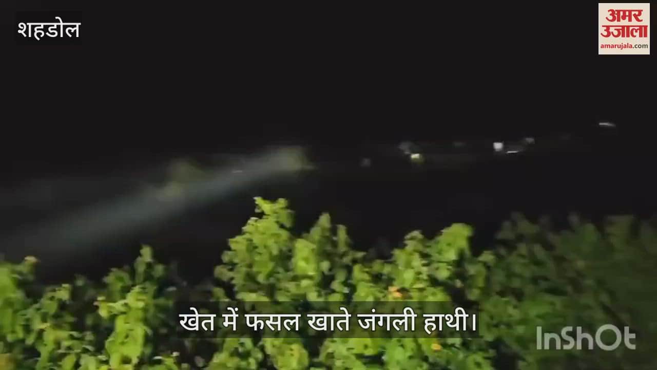 Two wild elephants destroyed 10 acres of paddy crop in the field in shahdol