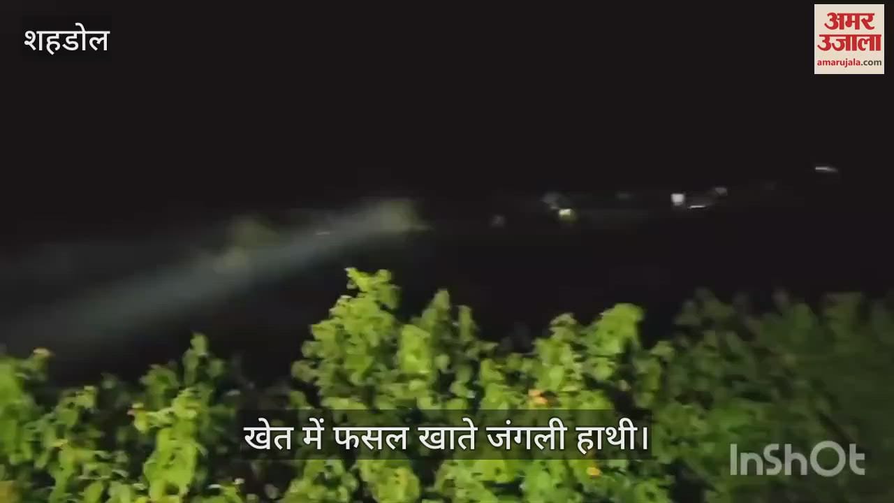 Two wild elephants destroyed 10 acres of paddy crop in the field in shahdol