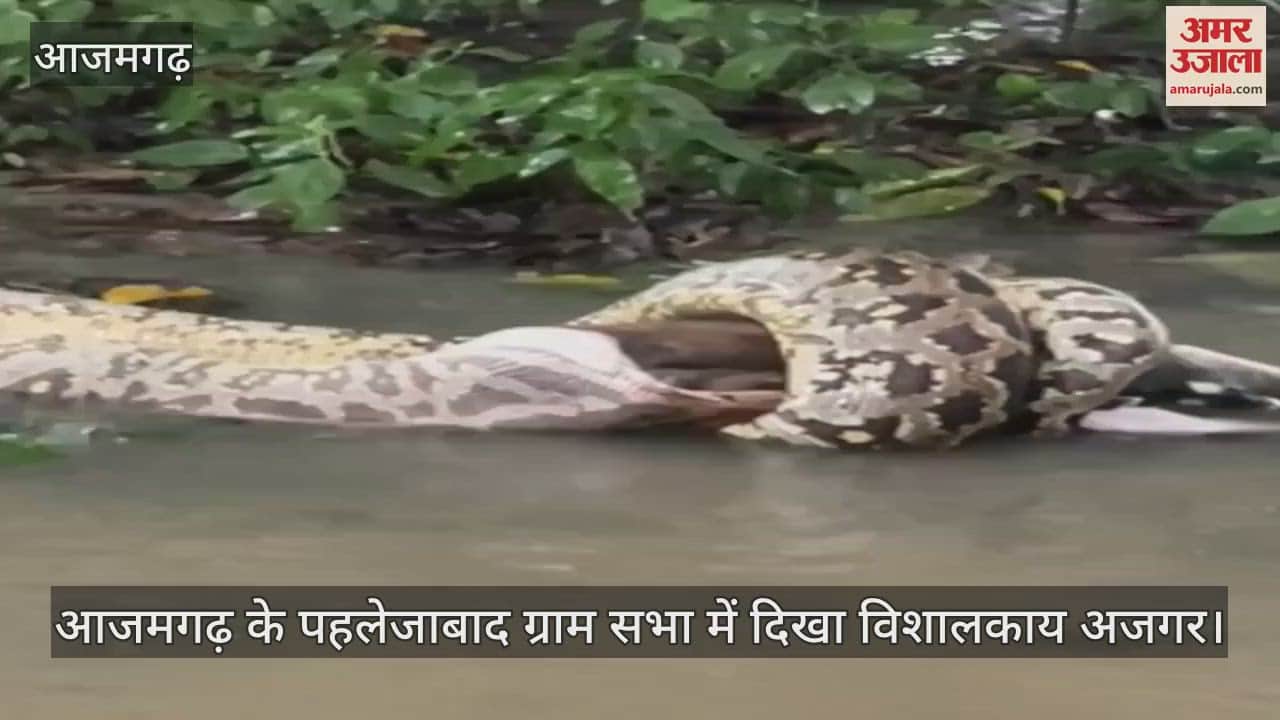 VIDEO : A giant python was seen in Azamgarh, the forest department team arrived on the information of the villagers