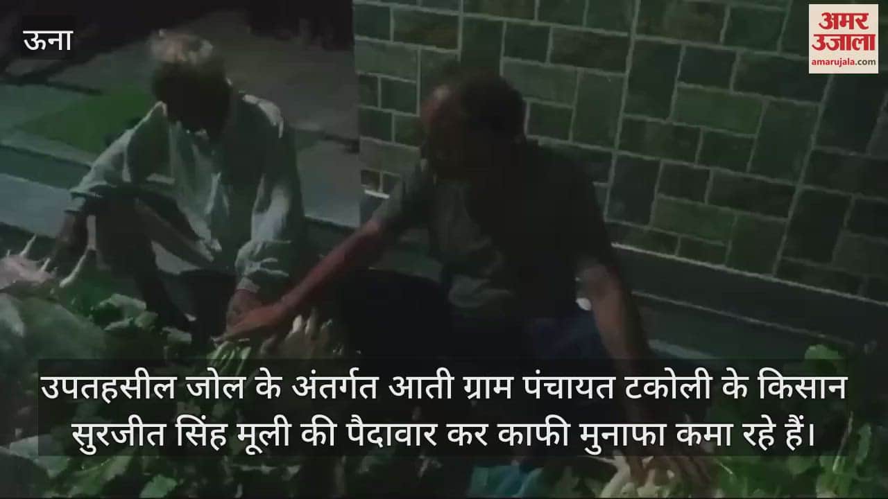 VIDEO : Farmers of Gram Panchayat Takoli left the corn crop and started growing radish earning good profits