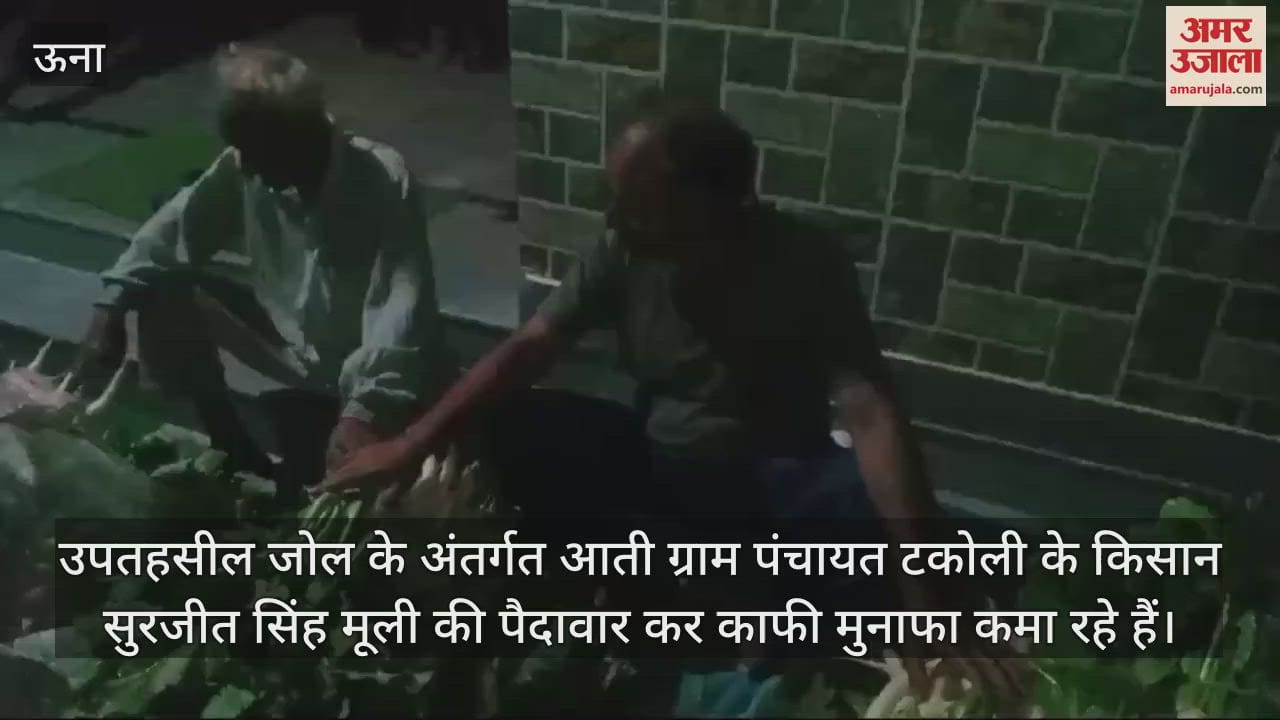 VIDEO : Farmers of Gram Panchayat Takoli left the corn crop and started growing radish earning good profits