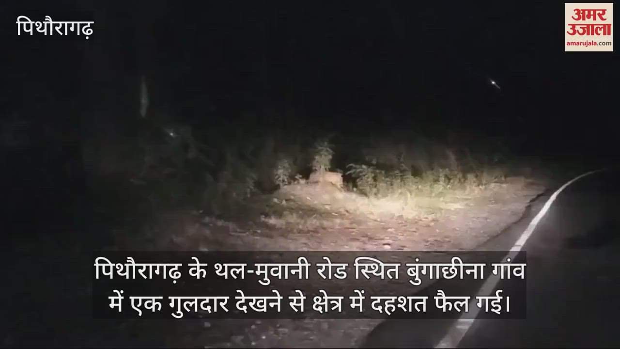 VIDEO : Leopard seen near Ghatgad in Bungachina of Pithoragarh district