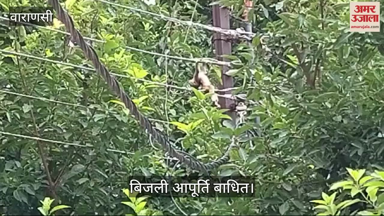 VIDEO : Baby monkey stuck on electric wire, power supply disrupted