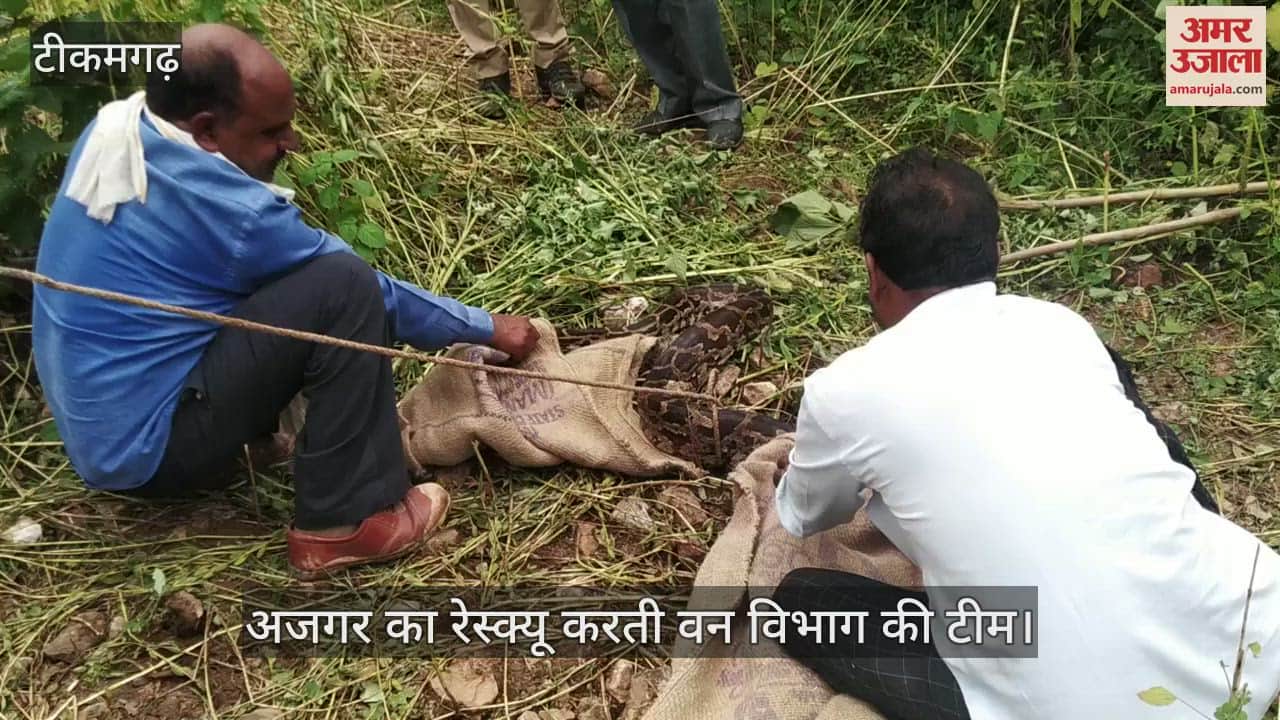 A 10 foot long python was found in a field in Tikamgarh
