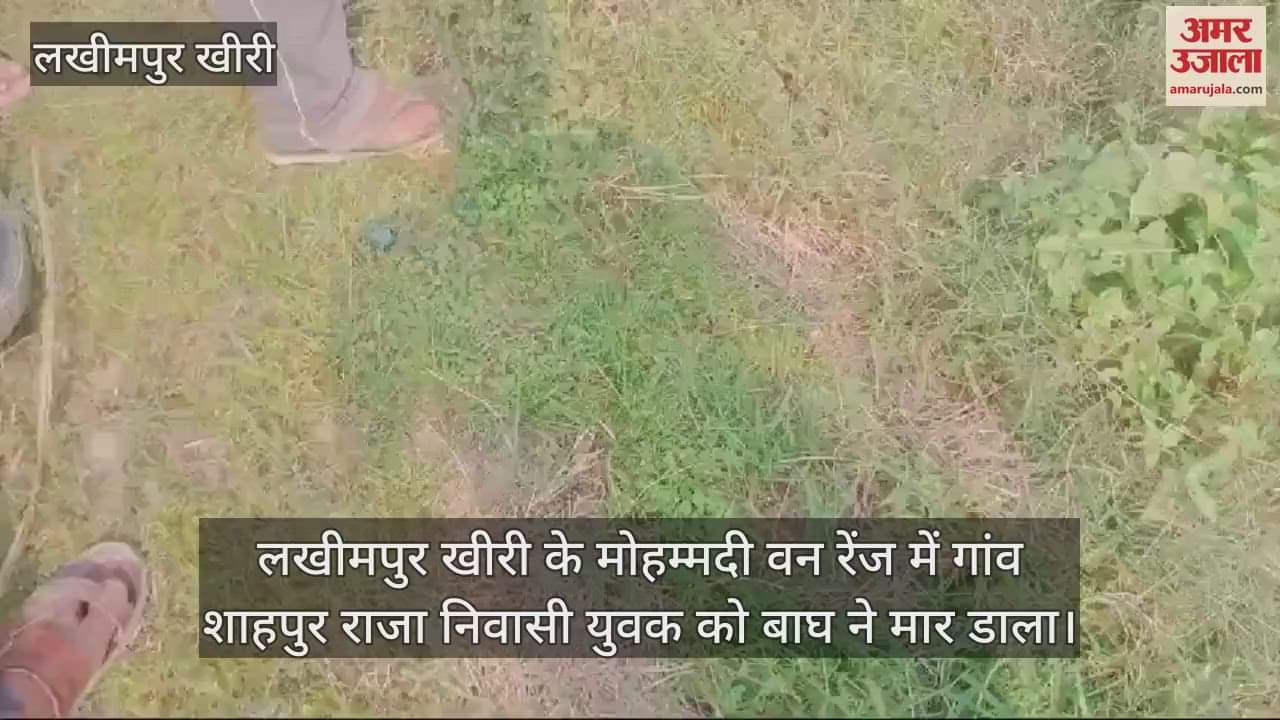 VIDEO : लखीमपुर खीरी के मोहम्मदी में बाघ के हमले में युवक की मौत, इलाके में दहशत